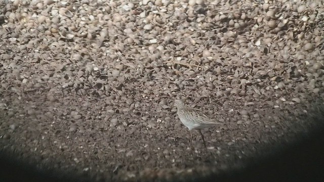 Pectoral Sandpiper - ML493595161