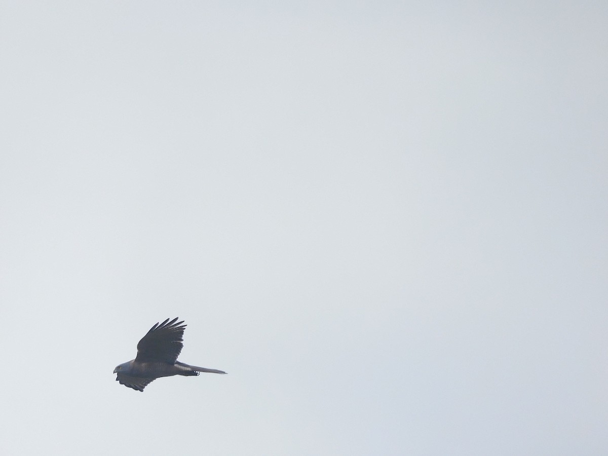 Brown Goshawk - ML493595281