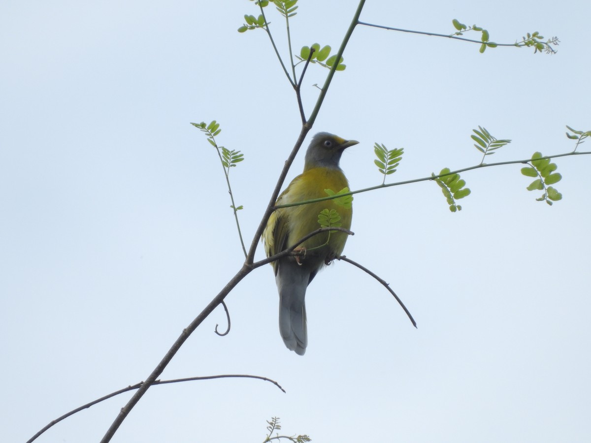 Gray-headed Bulbul - ML493595911