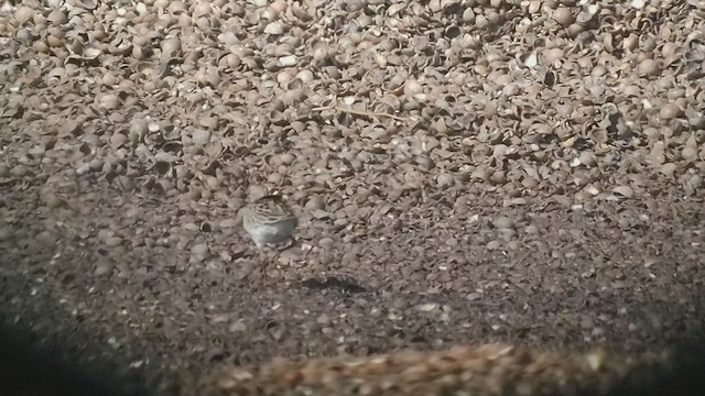 Pectoral Sandpiper - ML493595921