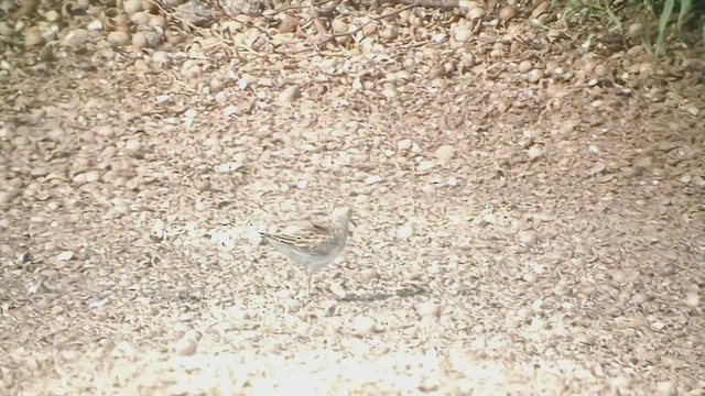 Pectoral Sandpiper - ML493595931