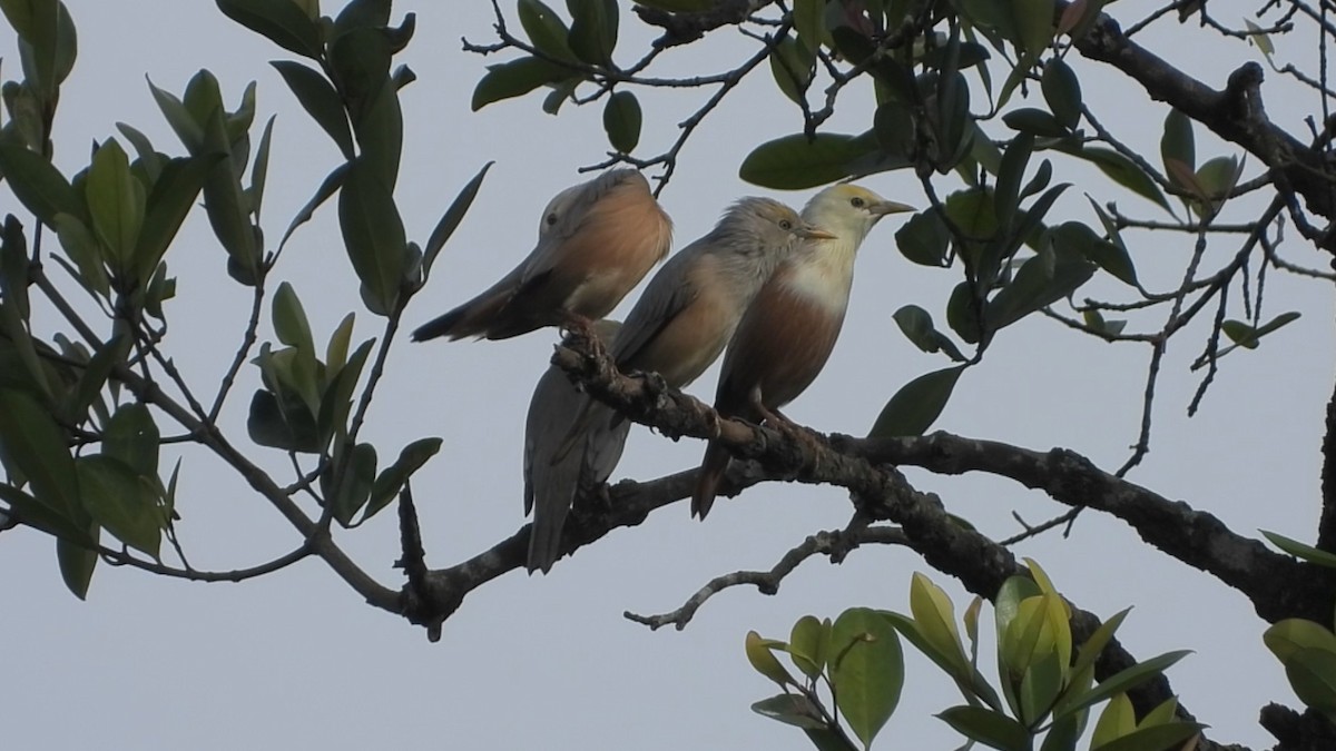 Malabar Starling - ML493595941