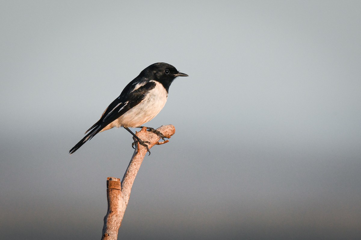 Hooded Robin - Trevor Evans