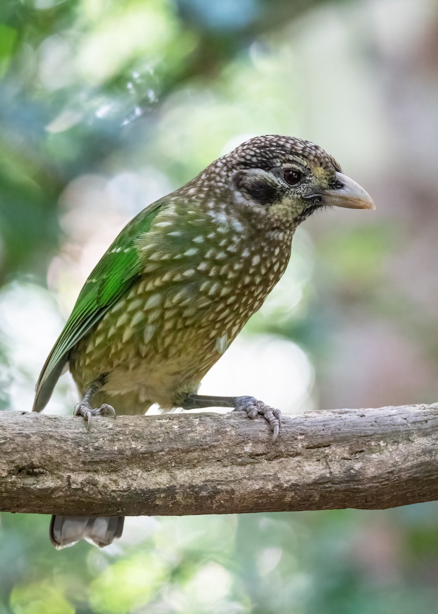 Spotted Catbird - Julie Clark