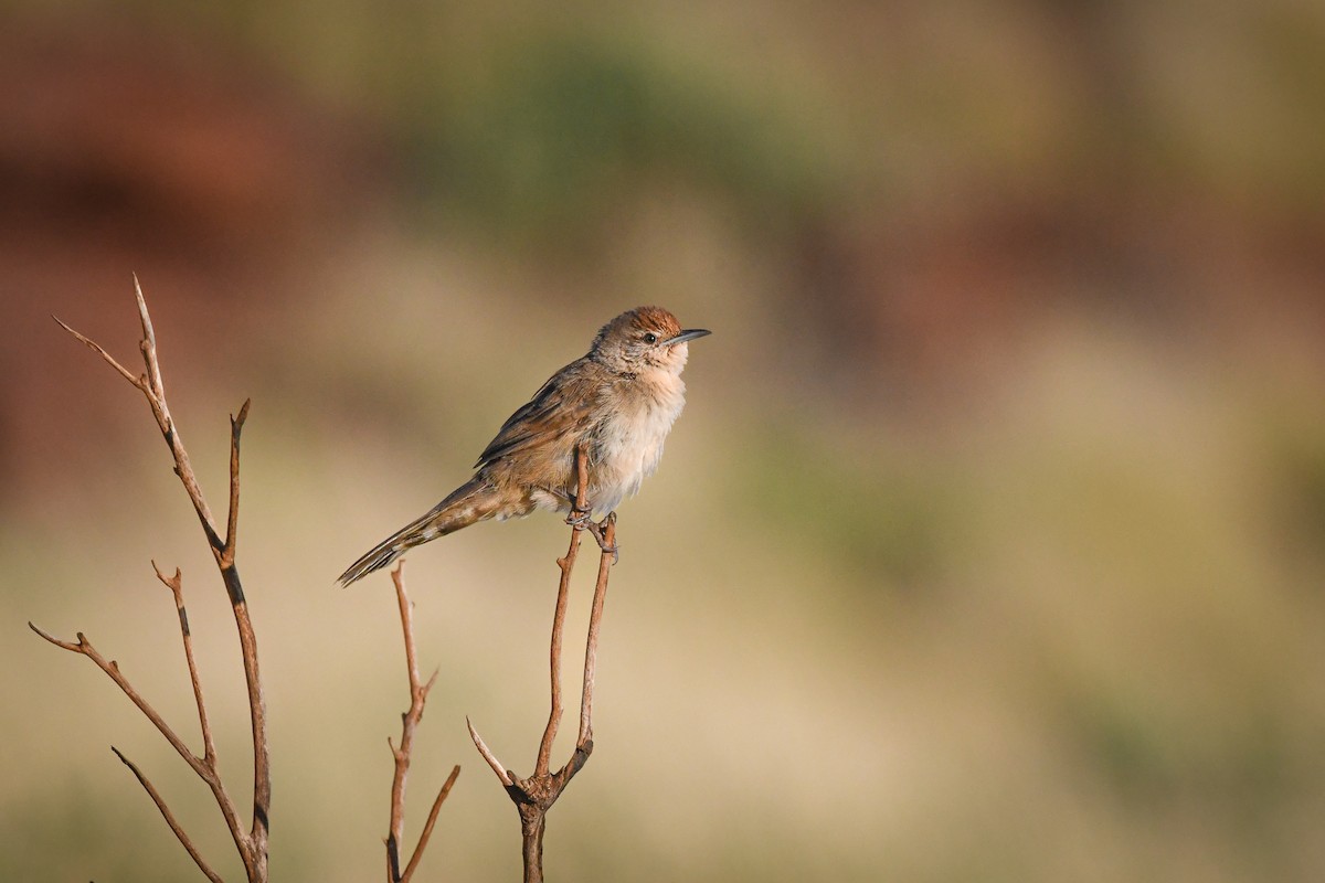 Spinifexbird - Trevor Evans