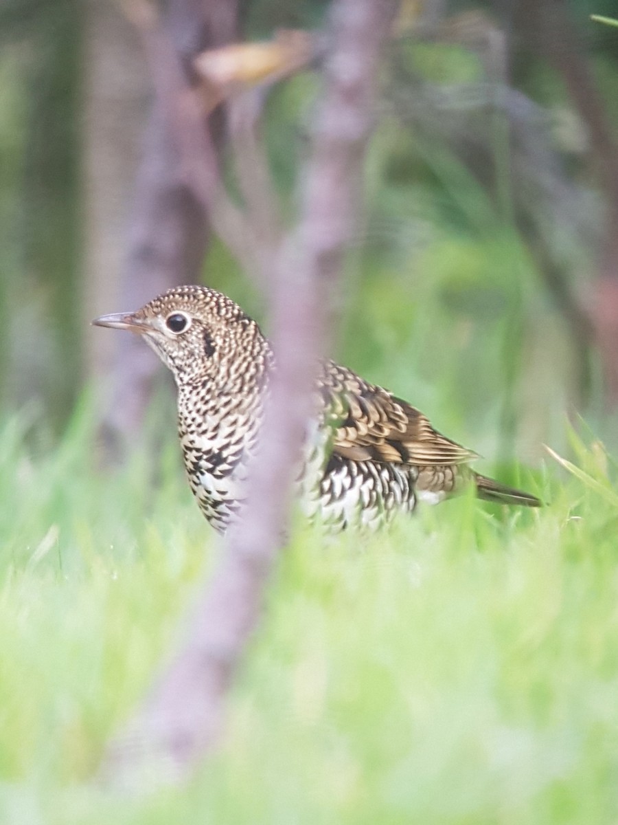 White's Thrush - Mark Wood