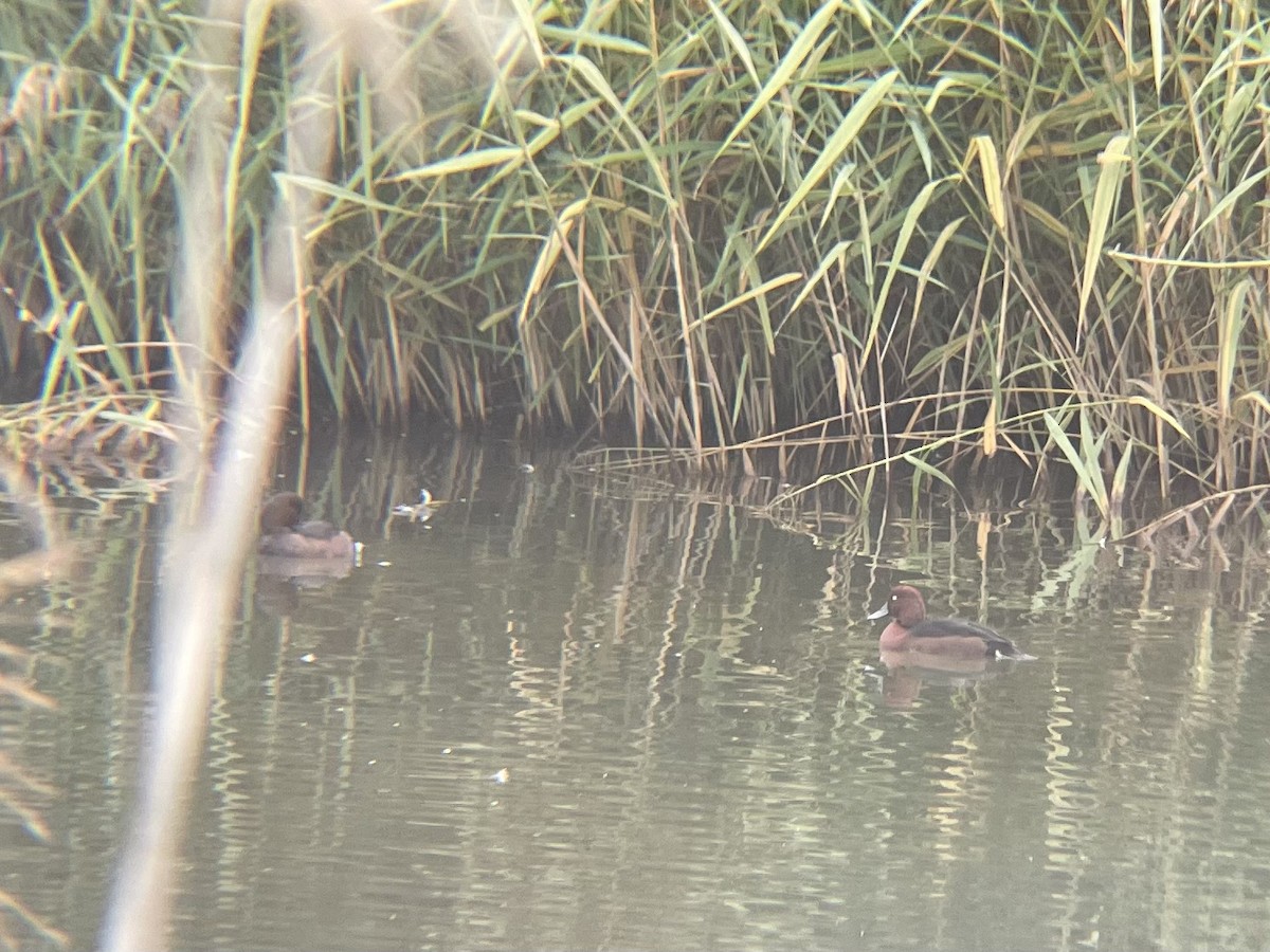 Ferruginous Duck - ML493598001