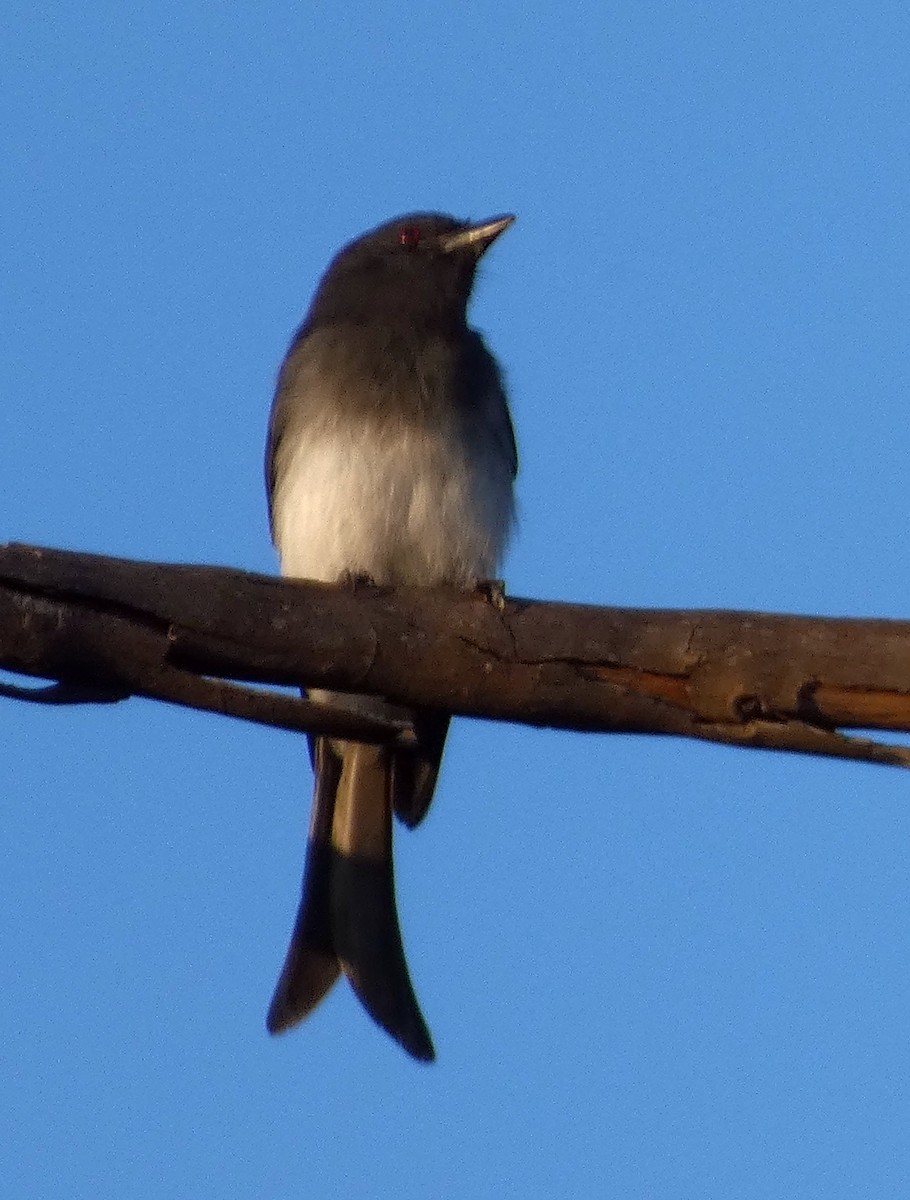 White-bellied Drongo - ML493598431