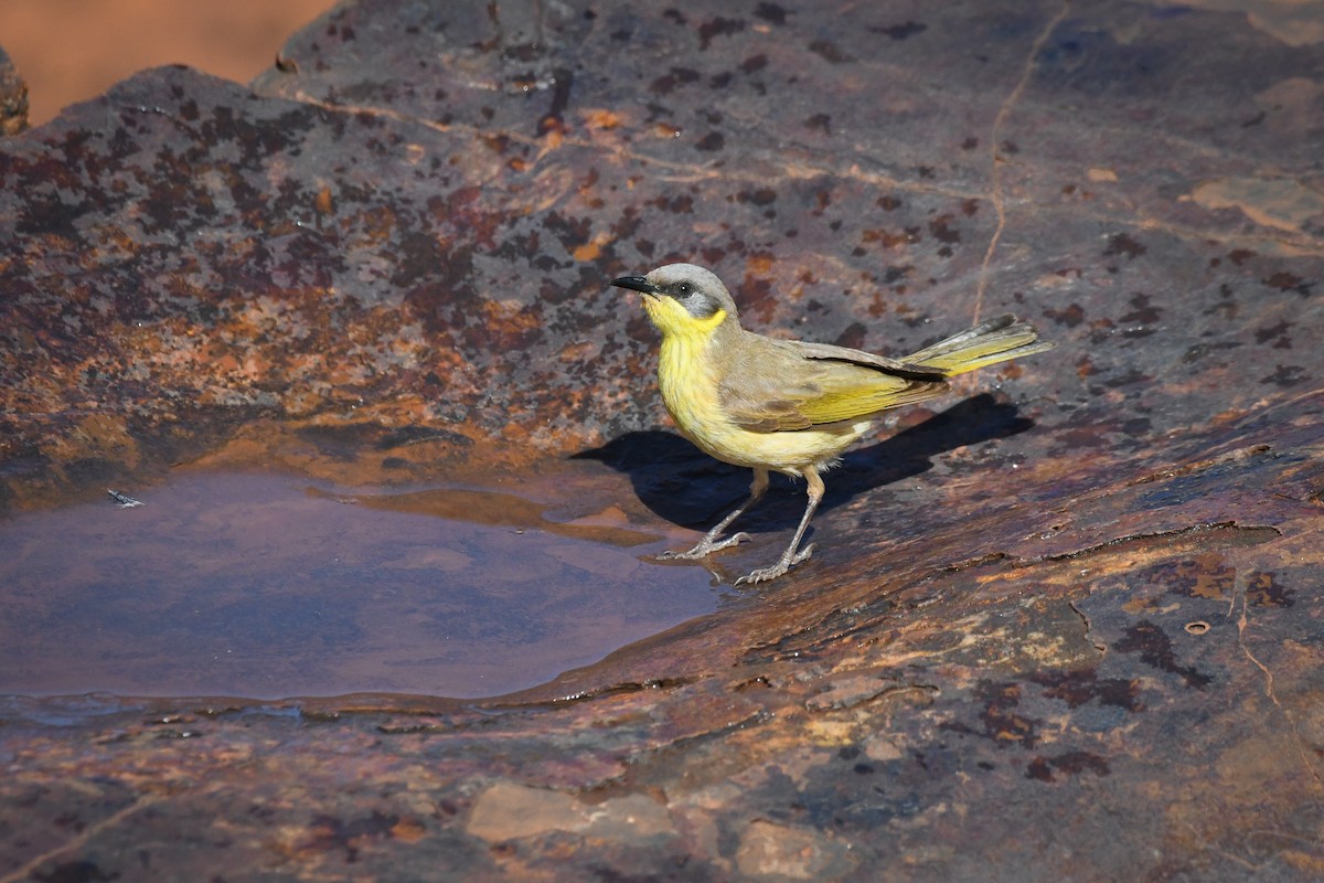 Gray-headed Honeyeater - Trevor Evans