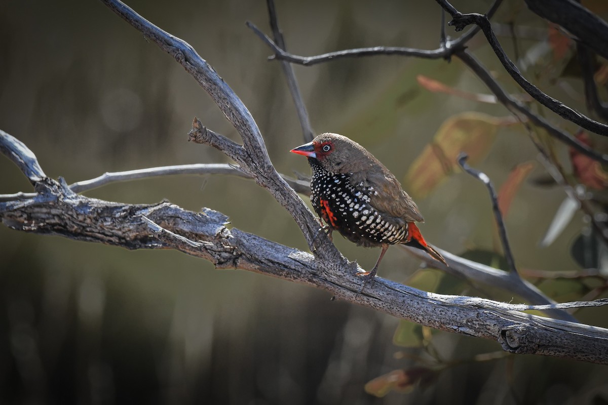 Painted Firetail - Trevor Evans