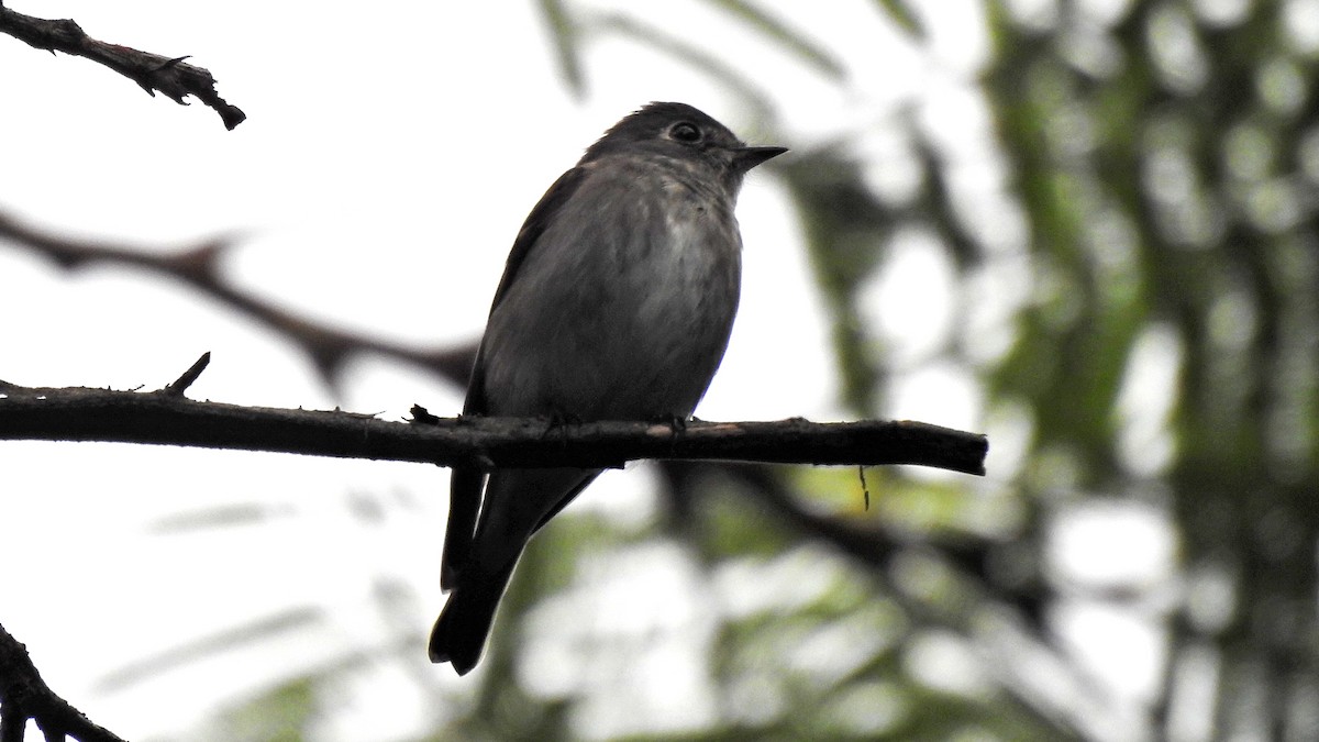 Dark-sided Flycatcher - ML493600771