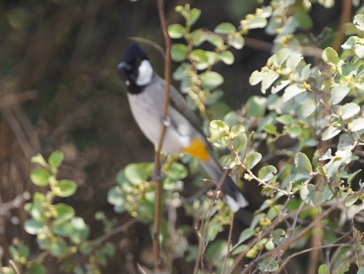 White-eared Bulbul - ML493601411