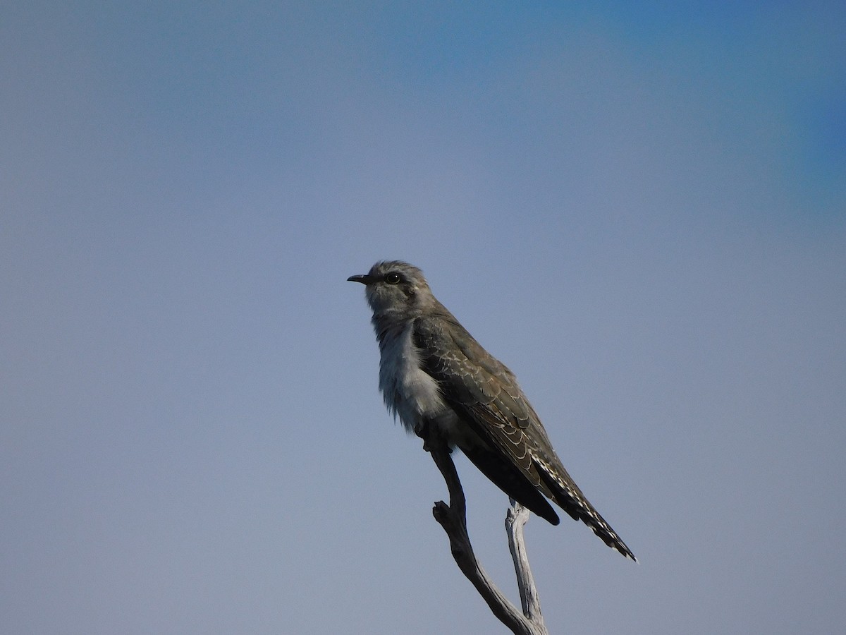 Pallid Cuckoo - George Vaughan