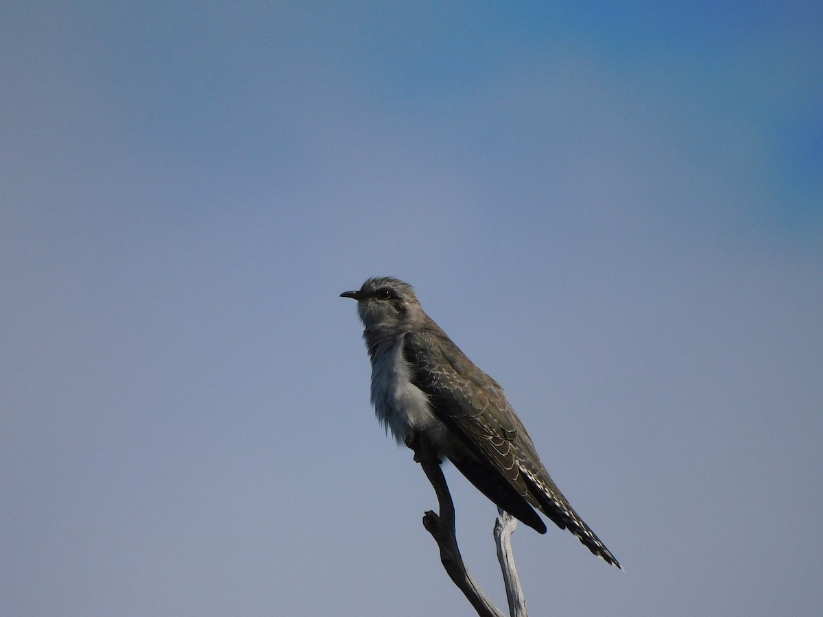 Pallid Cuckoo - George Vaughan