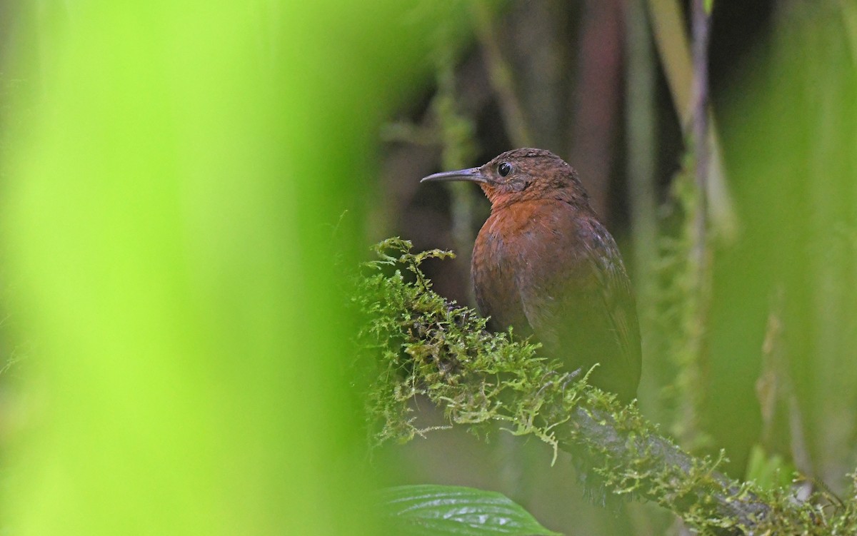 South American Leaftosser (Andean) - ML493602331