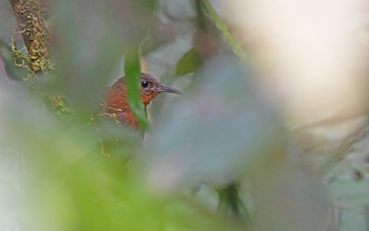 South American Leaftosser (Andean) - ML493602341