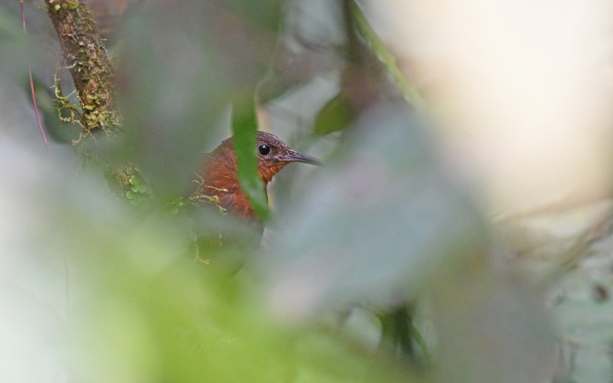 South American Leaftosser (Andean) - ML493602351