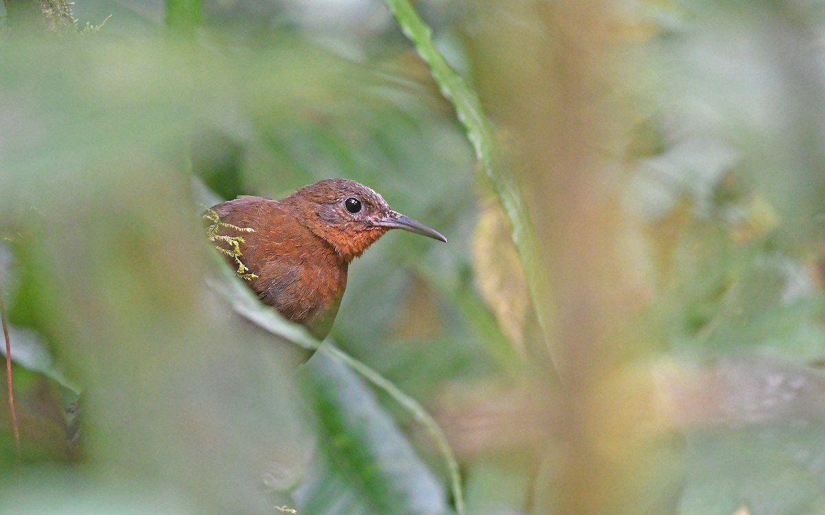 South American Leaftosser (Andean) - ML493602361