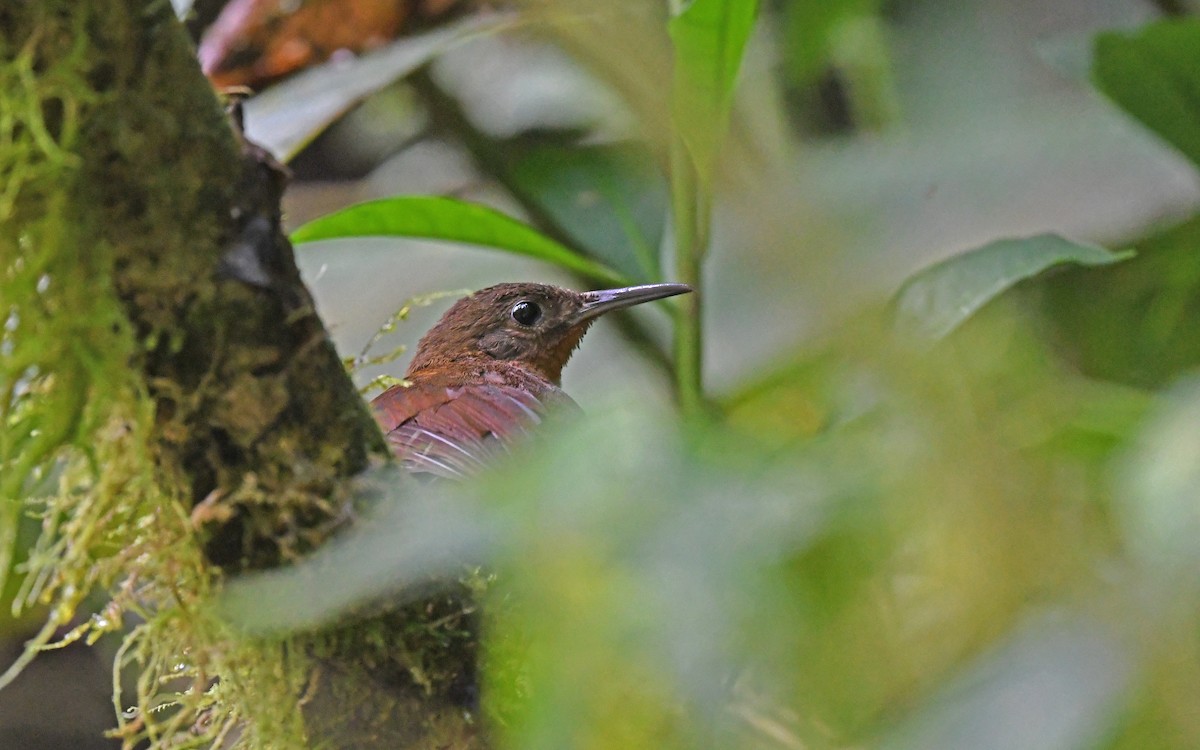 South American Leaftosser (Andean) - ML493602371