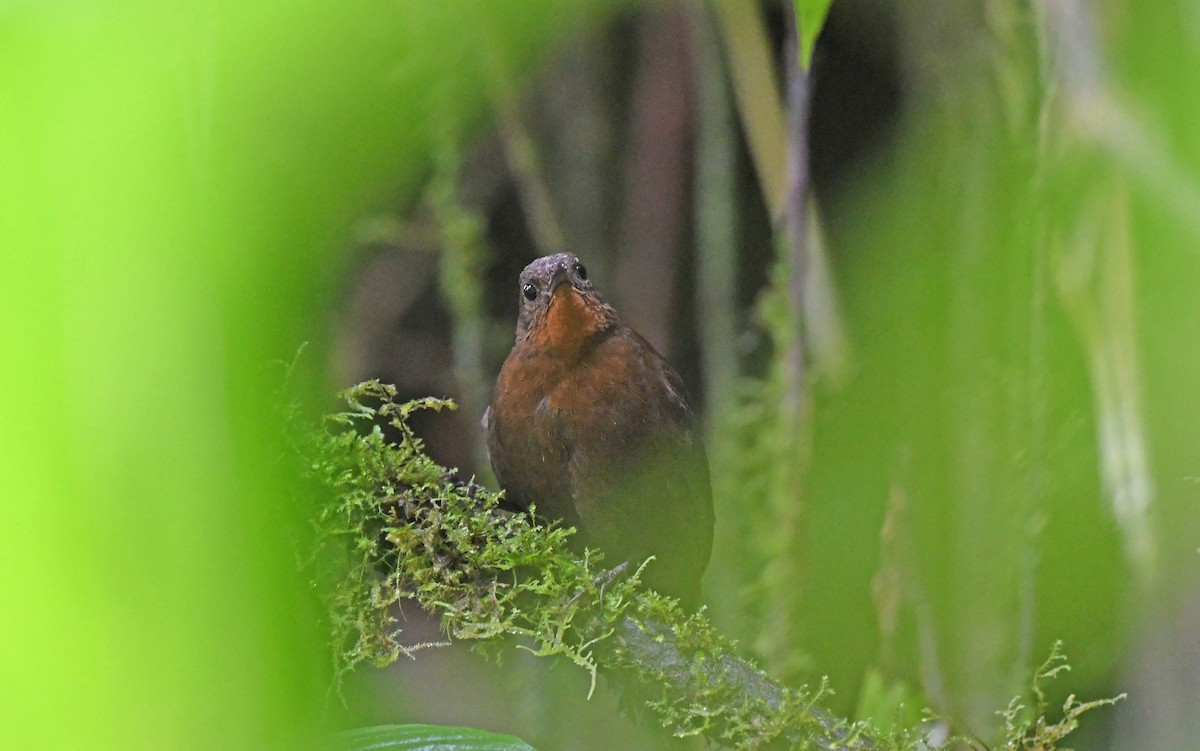 South American Leaftosser (Andean) - ML493602381