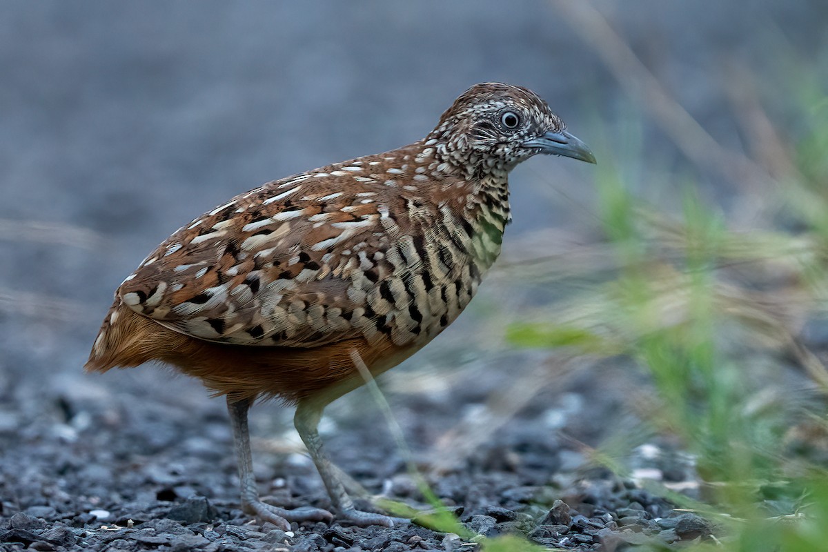 Barred Buttonquail - ML493603151