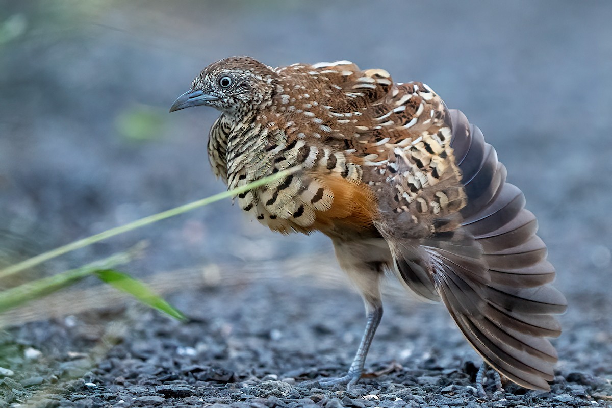 Barred Buttonquail - ML493603161
