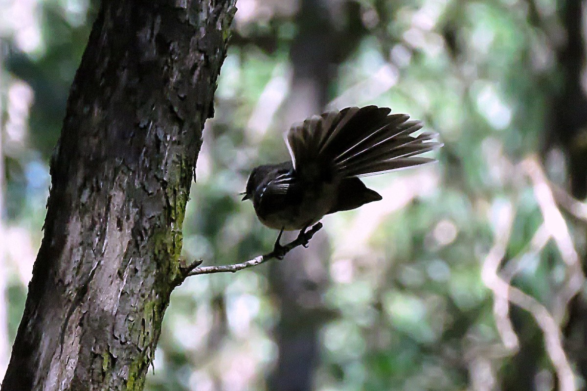 Gray Fantail - ML49360551
