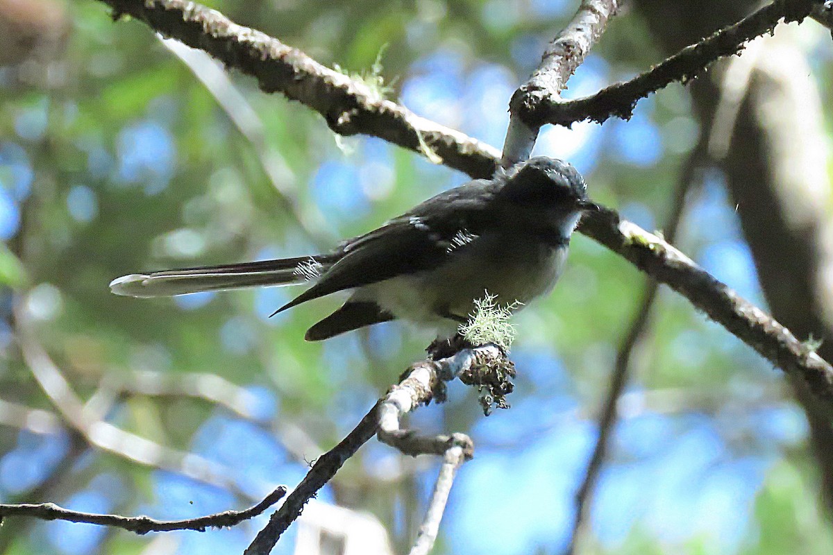 Gray Fantail - ML49360561