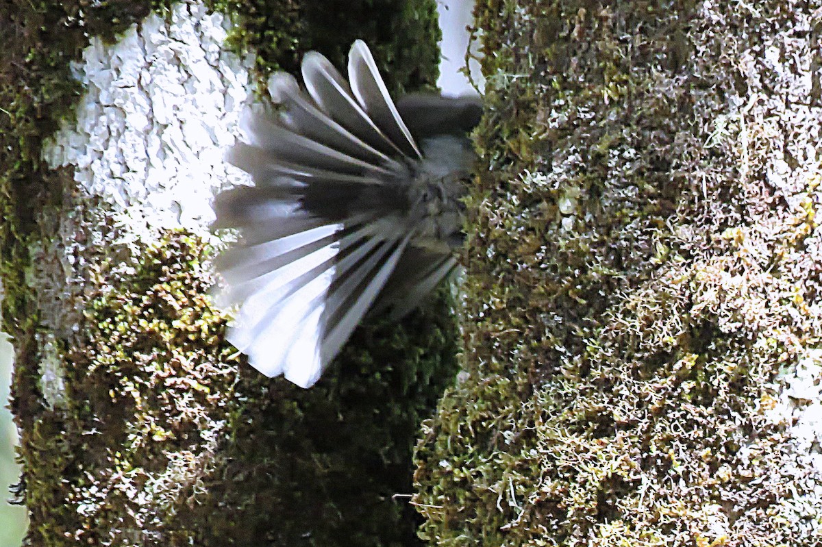 Gray Fantail - ML49360571