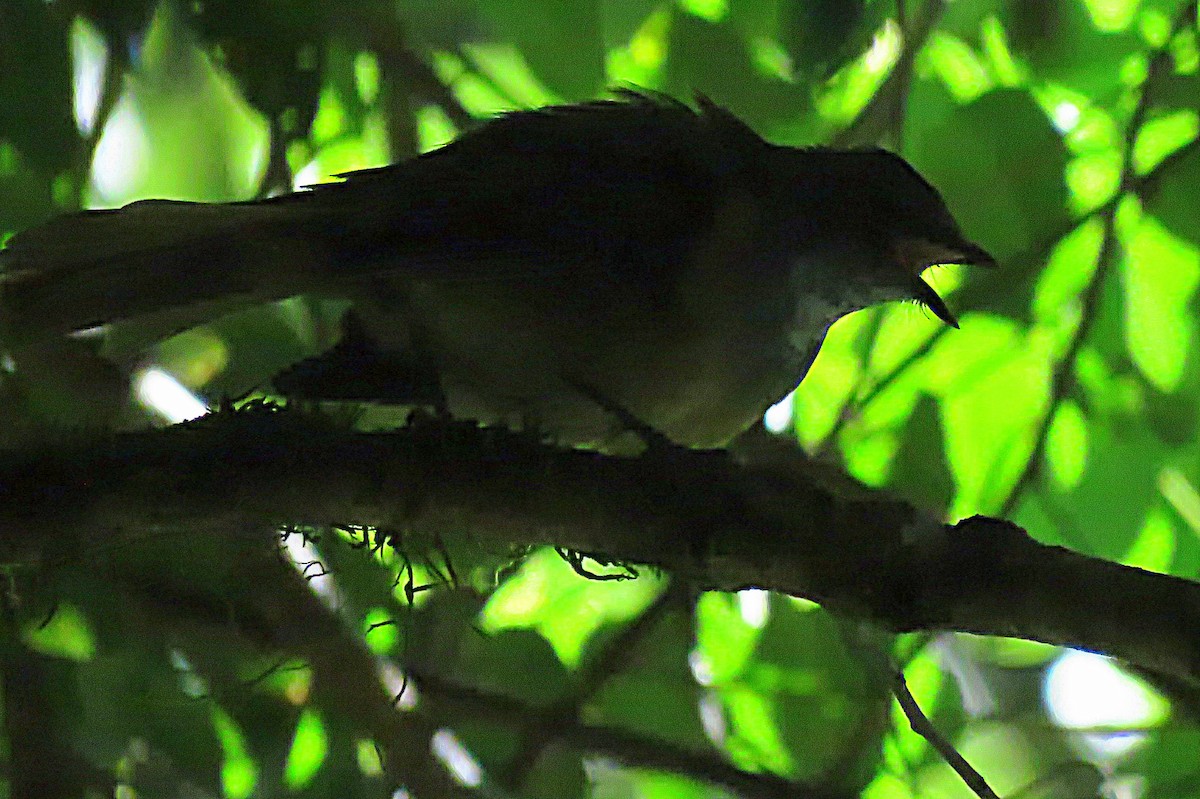 Olive Whistler - ML49360581