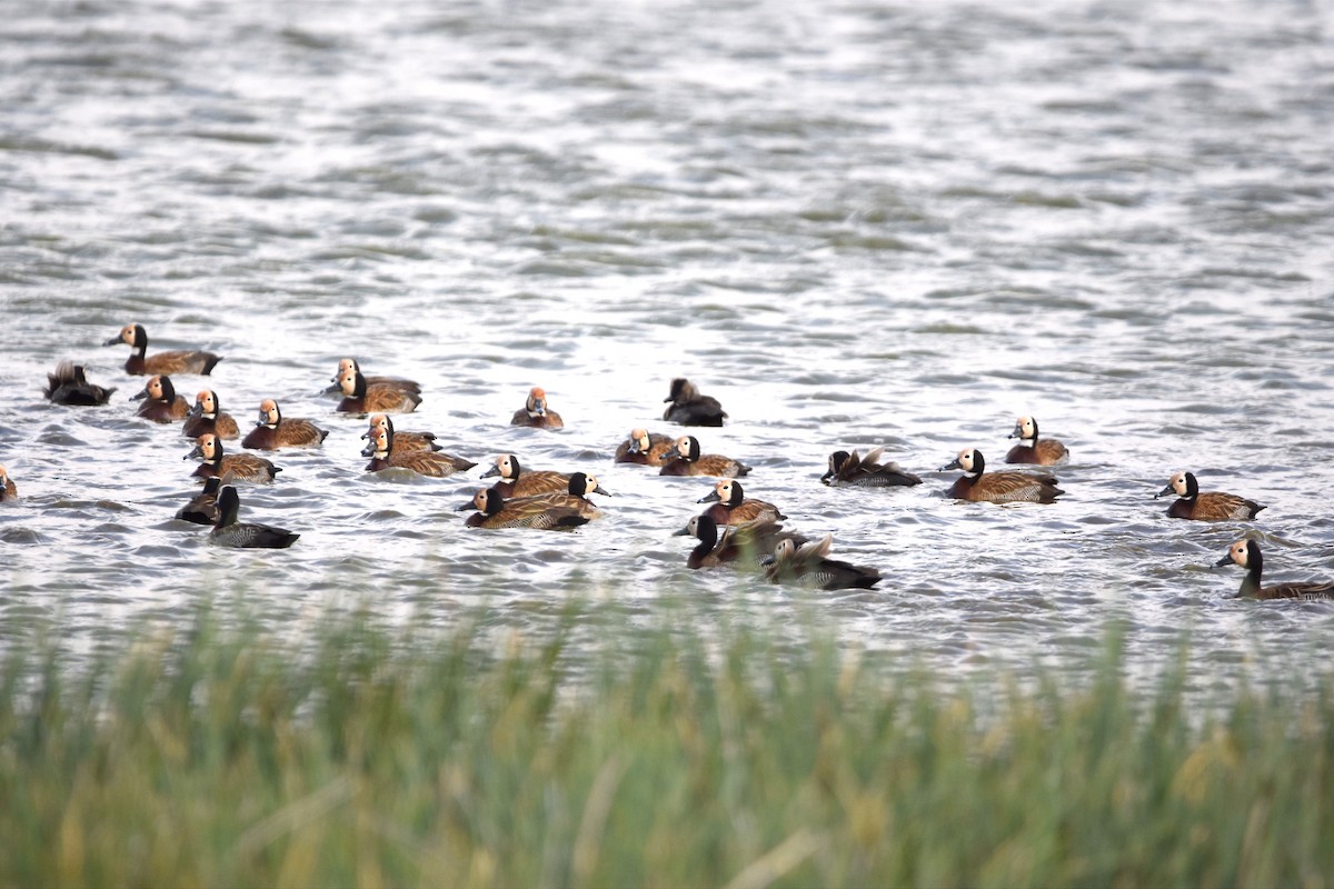 White-faced Whistling-Duck - ML493606791