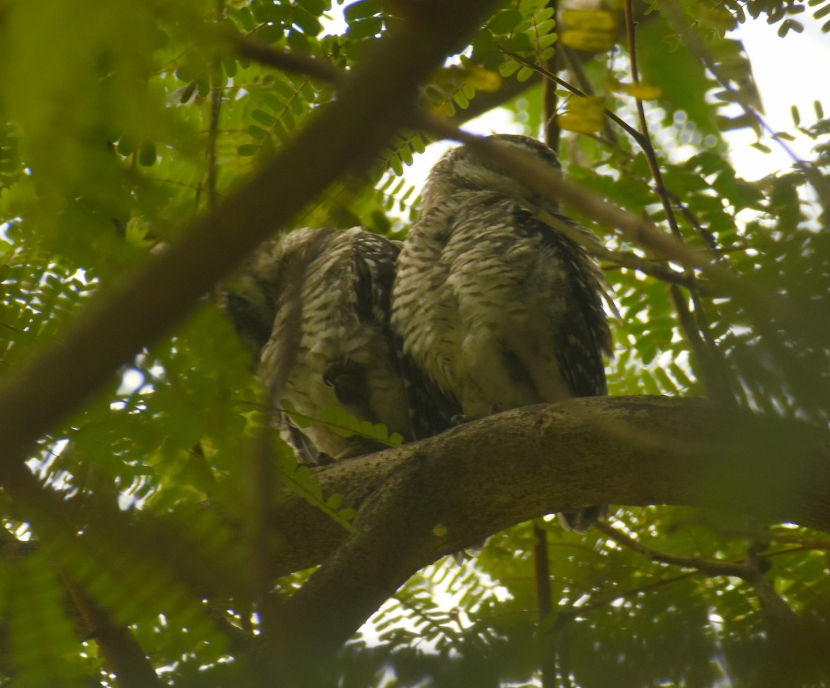 Spotted Owlet - Angeline Mano M