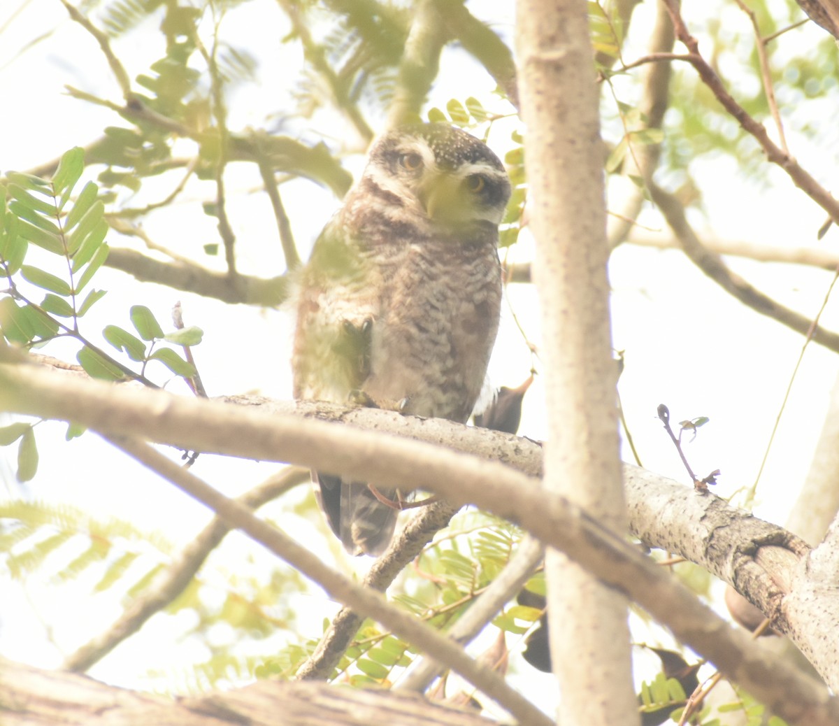 Spotted Owlet - Angeline Mano M