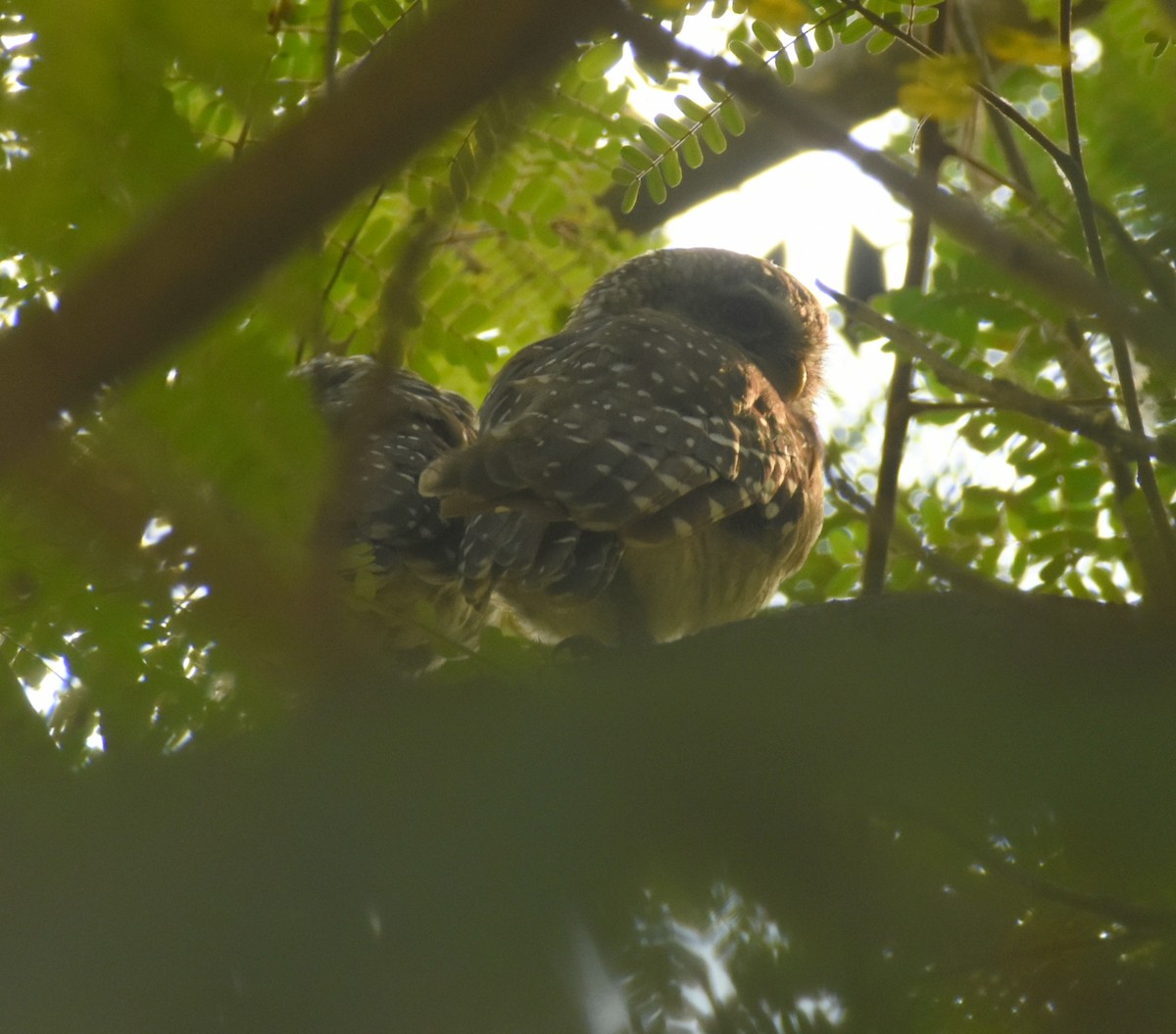 Spotted Owlet - Angeline Mano M