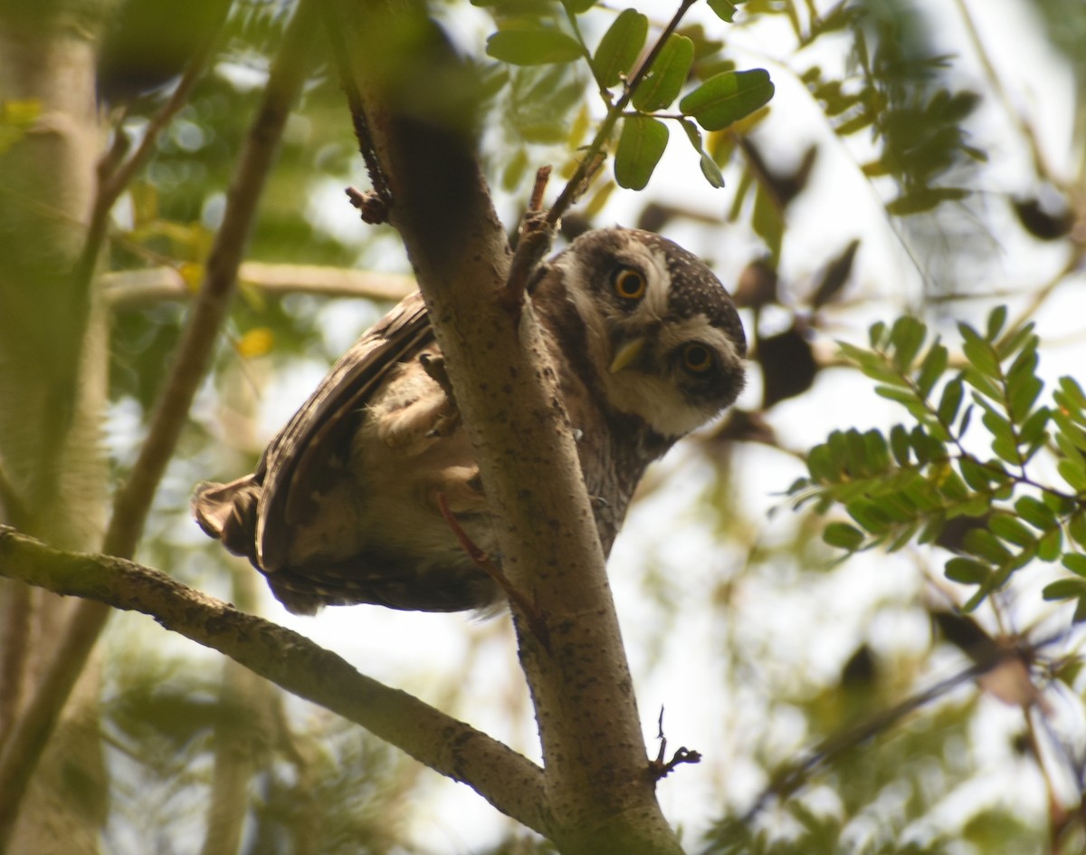 Spotted Owlet - Angeline Mano M