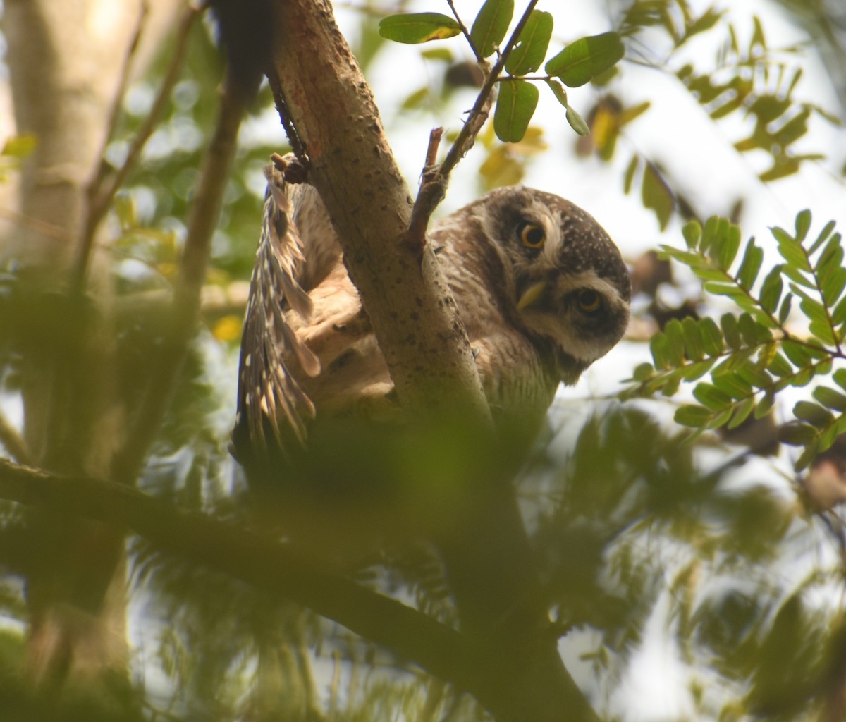 Spotted Owlet - Angeline Mano M