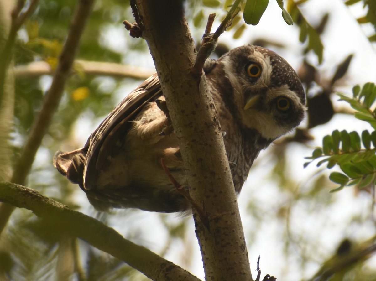 Spotted Owlet - Angeline Mano M