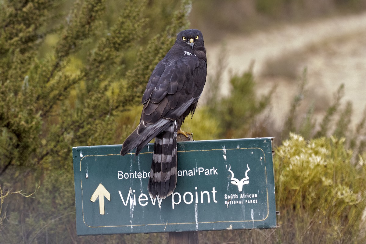 Black Harrier - ML493607431