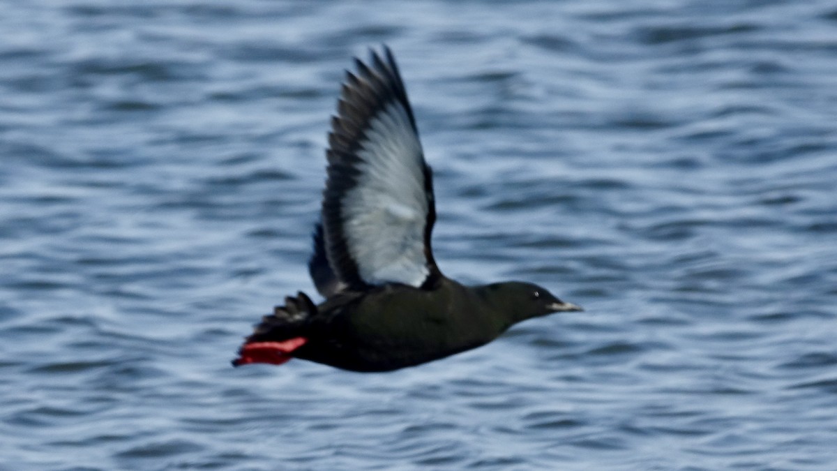 Black Guillemot - ML493607491