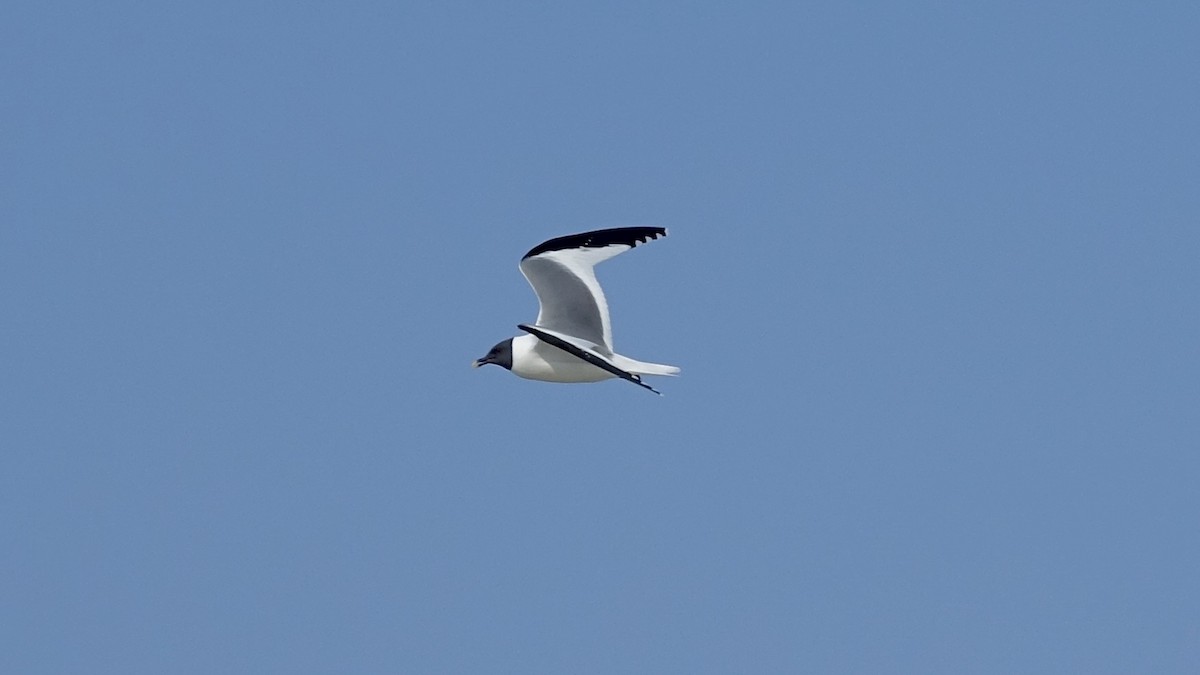 Sabine's Gull - ML493607661