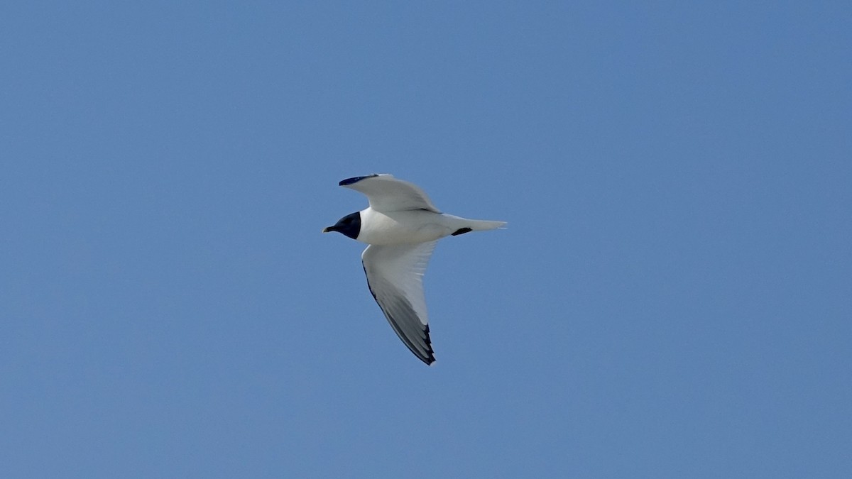 Sabine's Gull - ML493607681