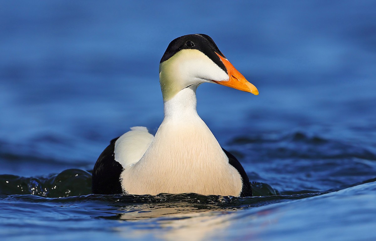 Common Eider - AUDEVARD Aurélien