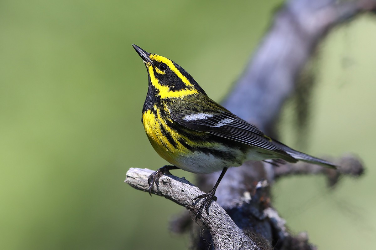 Townsend's Warbler - AUDEVARD Aurélien