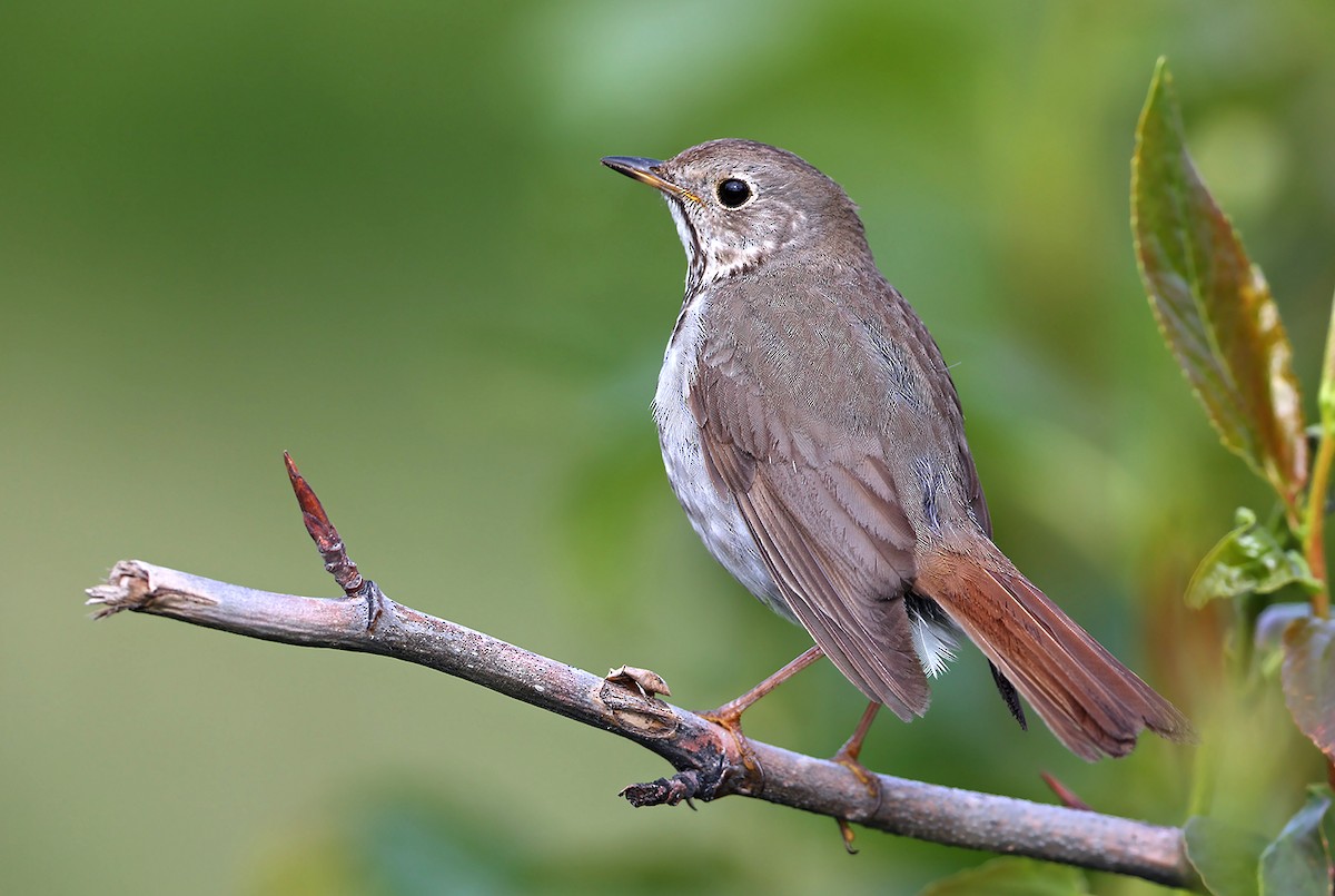 Hermit Thrush - AUDEVARD Aurélien