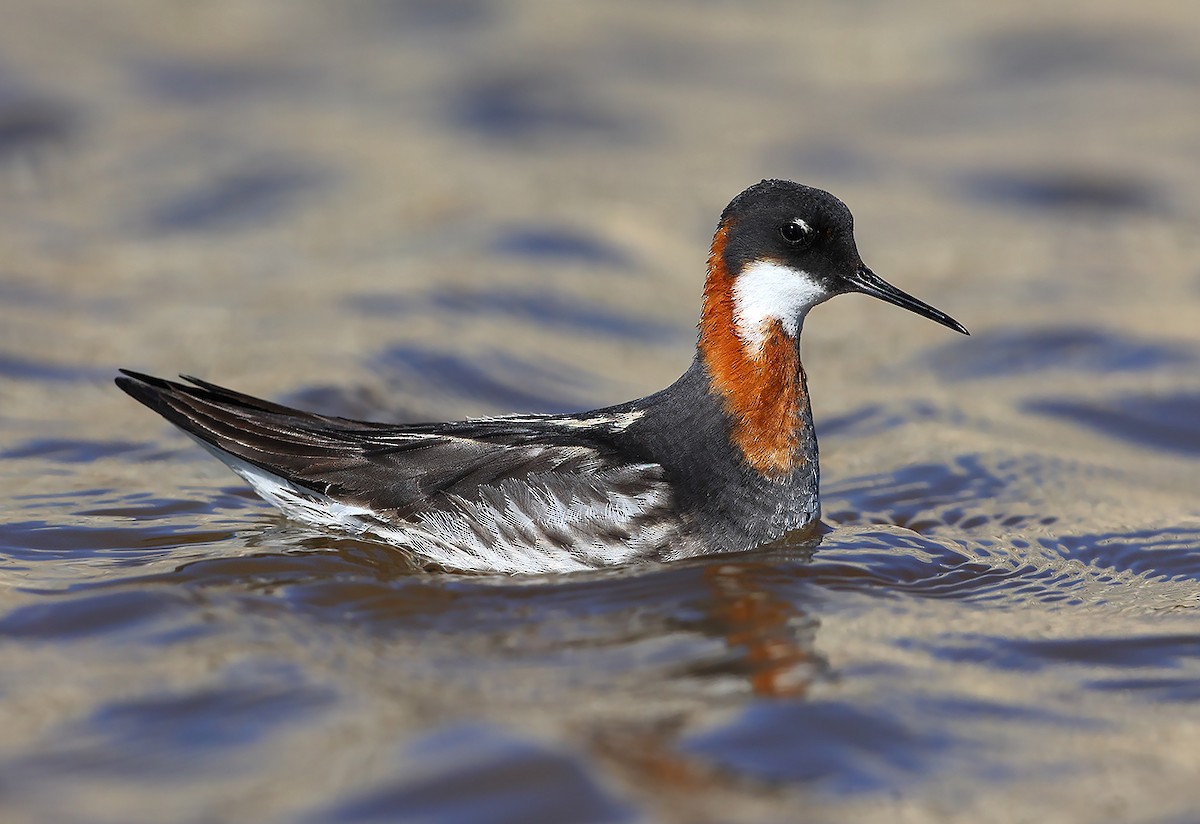 Phalarope à bec étroit - ML493610821