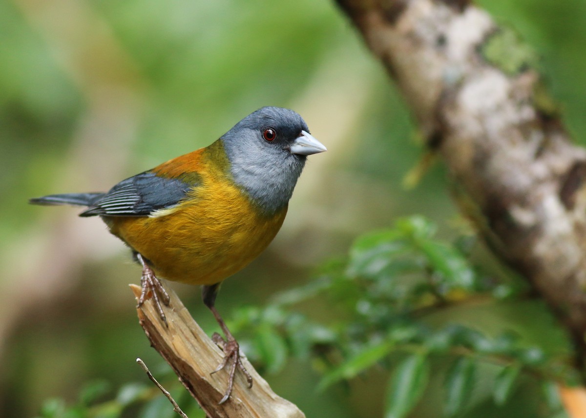 Patagonian Sierra Finch - Yousif Attia