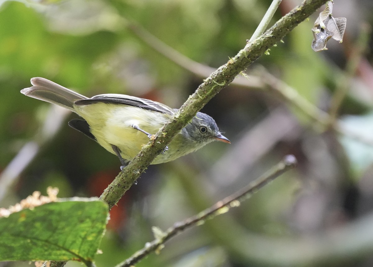 White-fronted Tyrannulet (White-fronted) - ML493611981