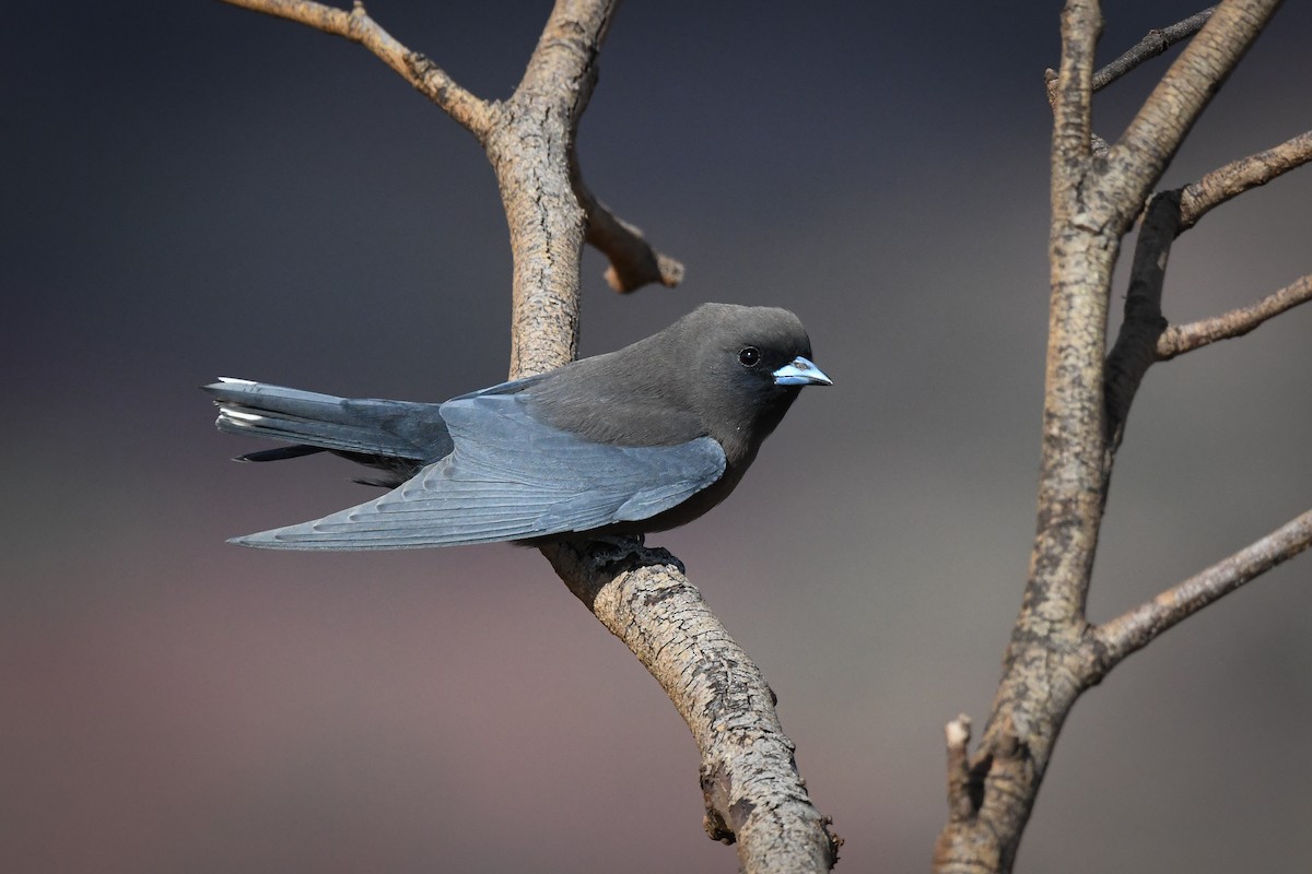 Little Woodswallow - ML493613401