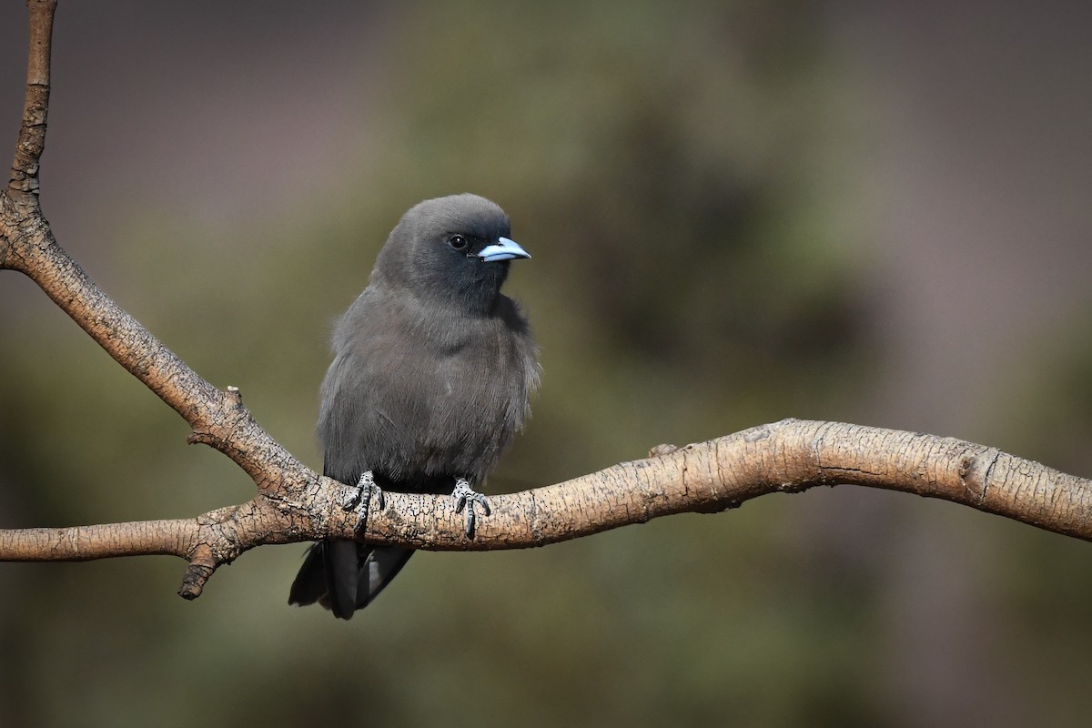 Little Woodswallow - ML493613411