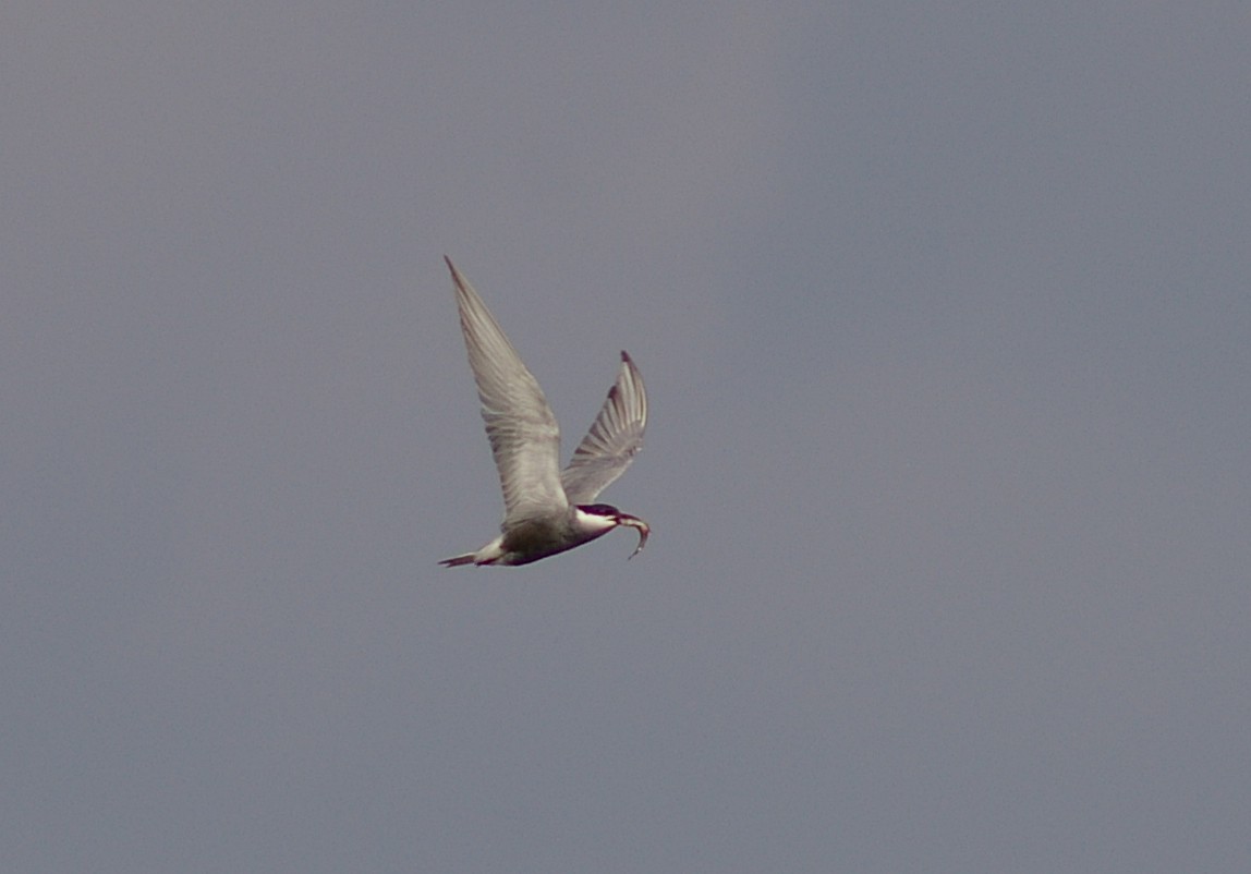 Whiskered Tern - Dave Curtis